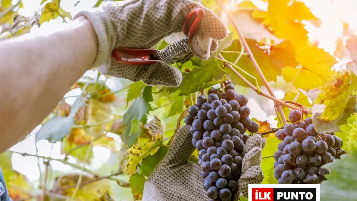 Bağ Bozumu Nedir? Türkiye’de Bağ Bozumu Ne Zaman Başlar?