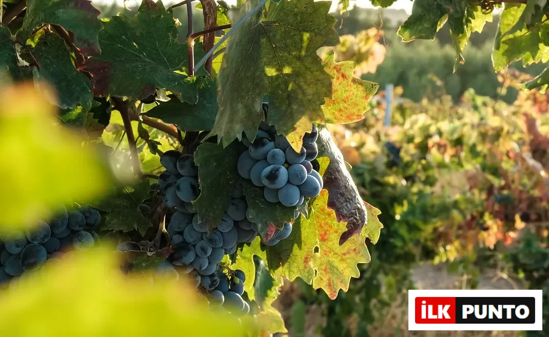 çalkarası üzümü