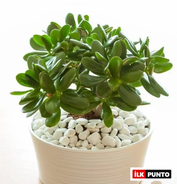 Beyaz çakıllarla çevrelenmiş beyaz saksıda yetişen, parlak yeşil yapraklarıyla dikkat çeken Para Çiçeği (Crassula Ovata); iç mekânlarda bereket simgesi olarak tercih edilen dekoratif bir bitki.