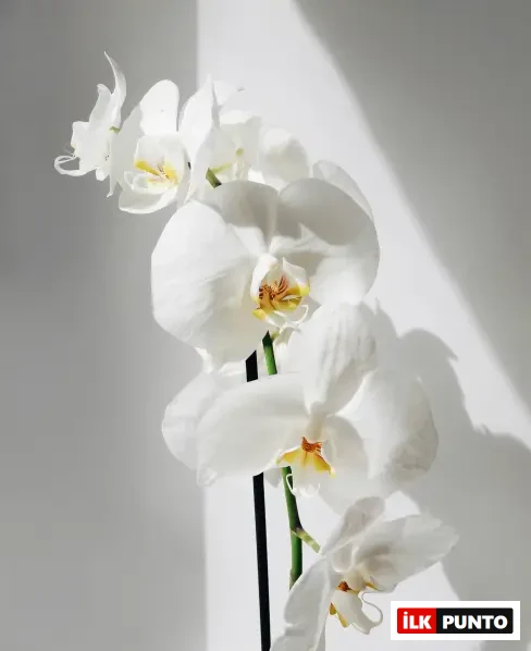 Gün ışığıyla aydınlanan sade bir arka planda yer alan beyaz Phalaenopsis orkidesi; zarif çiçek formu ve doğal güzelliğiyle iç mekân dekorasyonuna sofistike bir dokunuş katıyor.
