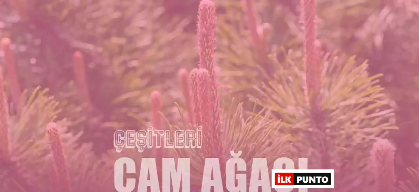 Çam Ağacı Türleri ve Evde Bakımı – 10 Farklı Çeşit ve İpuçları