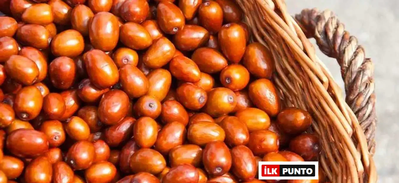 Doğal Şifa Kaynağı İğde Çekirdeği Tozunun Faydaları ve Kullanım Alanları