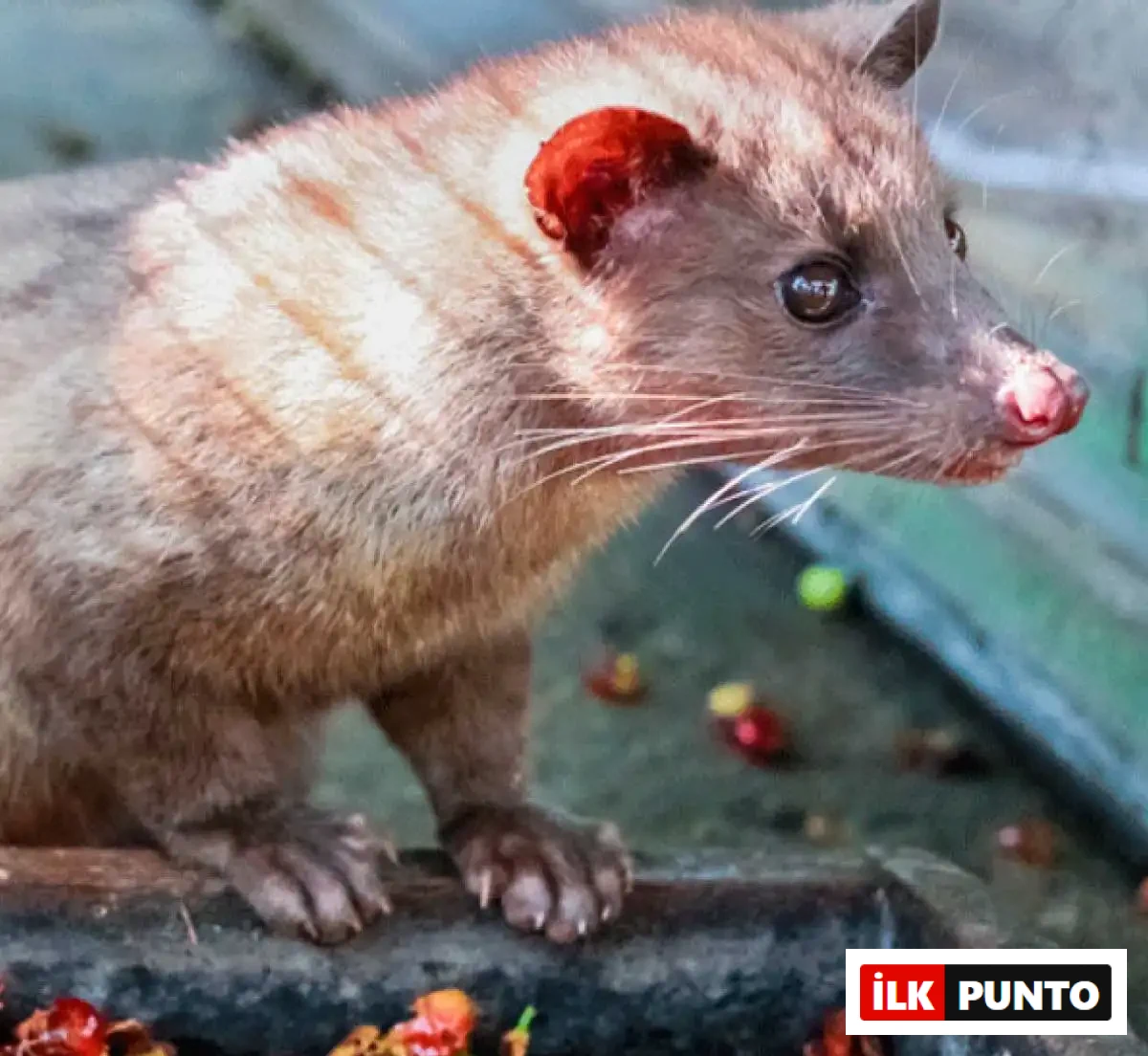 Kopi Luwak Kedi Dışkısı Kahvesi mi? kopi-luwak-kahvesi.webp