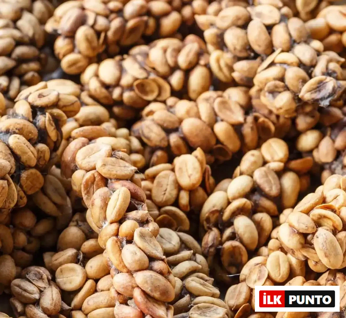 Kopi Luwak Kahvesi Neden Pahalı? kopi-luwak-kahvesi-002.webp