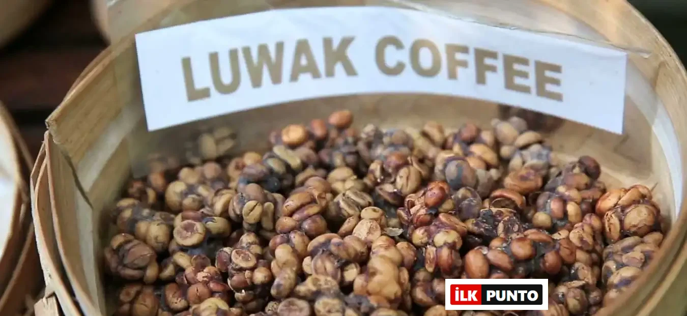Dünyanın En Pahalı Kahvesi Kopi Luwak Hakkında Bilgiler