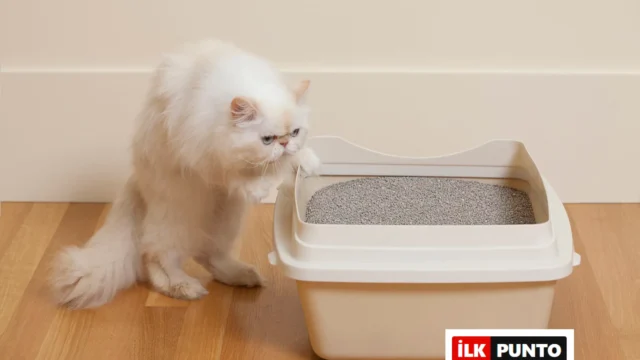 En İyi Kedi Tuvaleti Önerileri