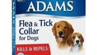 En İyi Köpek Pire Tasması Tavsiyeleri