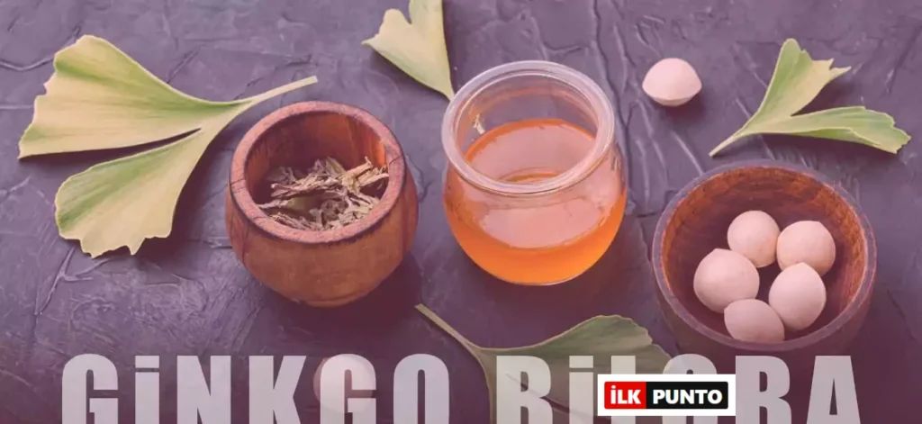 Ginkgo Bilobanın Faydaları: İnsan Sağlığına 15 Etkisi
