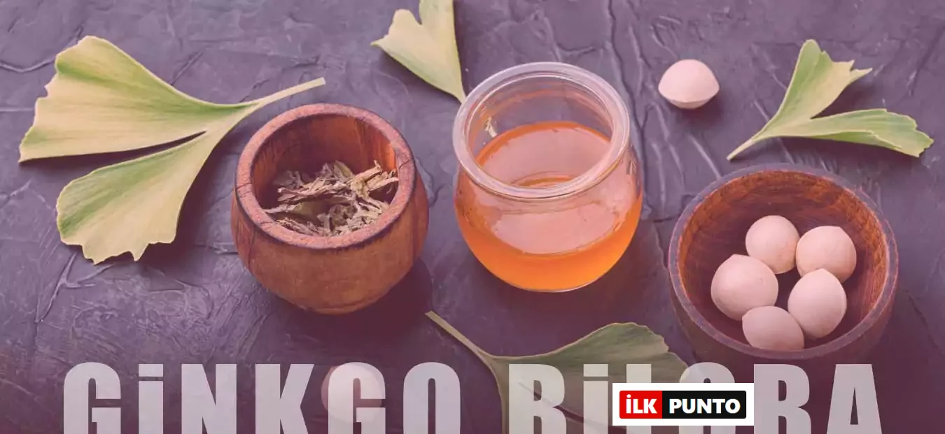 Ginkgo Bilobanın Faydaları: İnsan Sağlığına 15 Etkisi