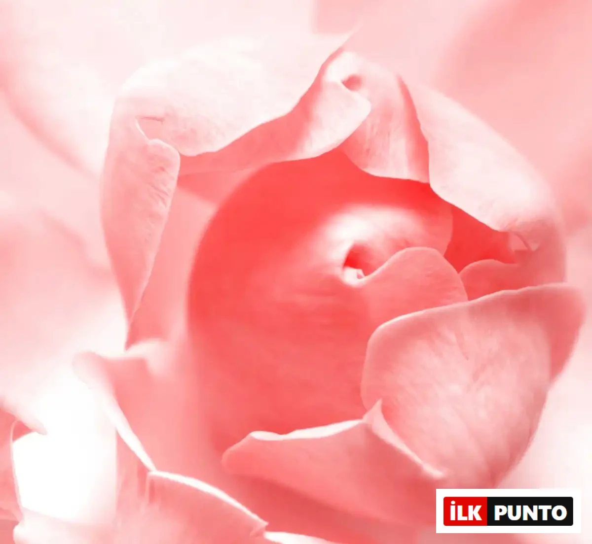 Pembe Gül Romantizm ve Zarafet Duygularını Yansıtır