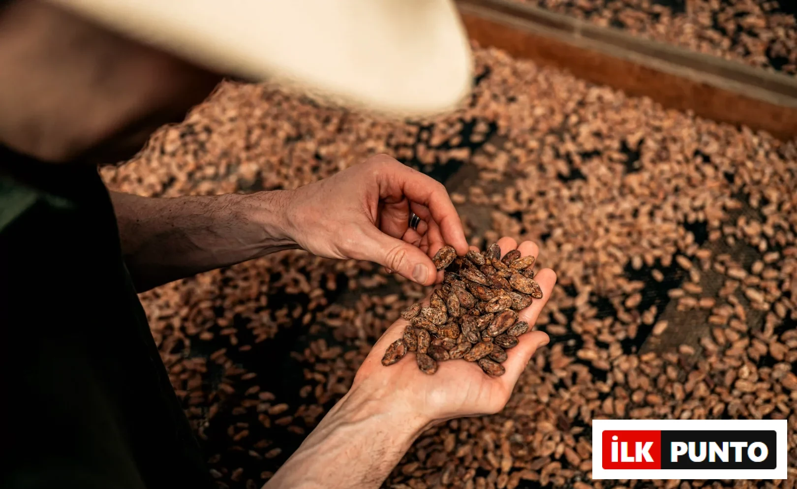 Bir şapka takan kişi, iyi çikolatanın temelini oluşturan kakao çekirdeklerinin kalitesini özenle kontrol etmek için elindeki kurutulmuş çekirdekleri incelerken, arka planda zemine yayılmış sayısız kakao çekirdeği görülüyor.