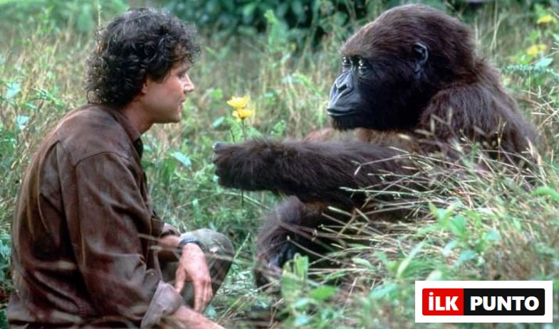 Koca Bebek Joe Film Konusu