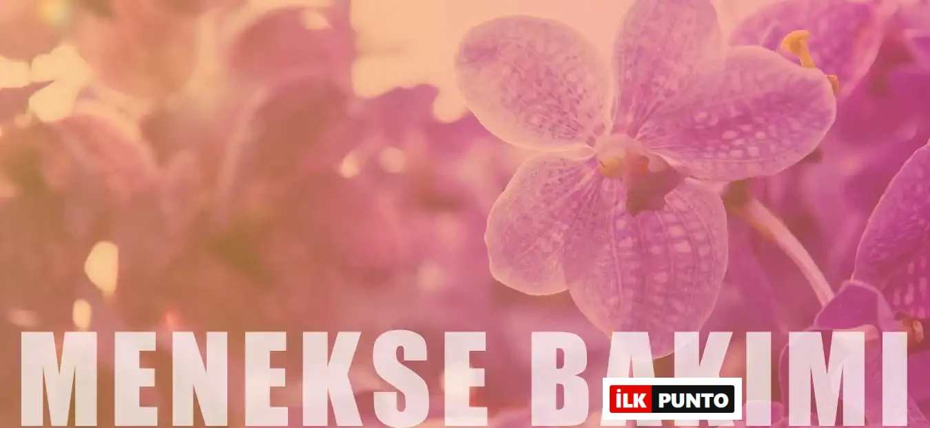 Menekşe Bakımı: Saksıda Menekşe Yetiştirmenin Püf Noktaları