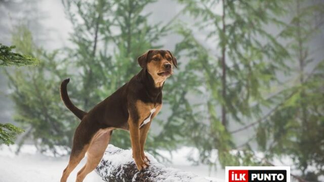 Sadık Dostum Film Konusu ve Oyuncuları