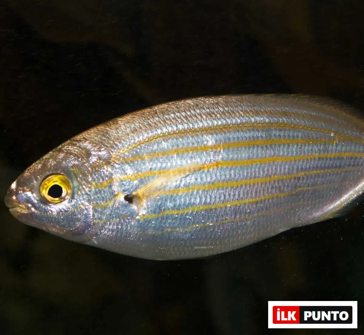 salema-porgy-baligi.webp