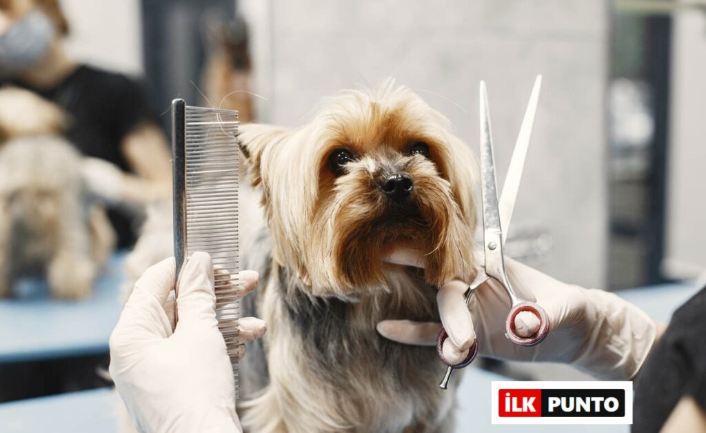 Sevimli Dostlarımız İçin Ankara’da En İyi Pet Kuaför