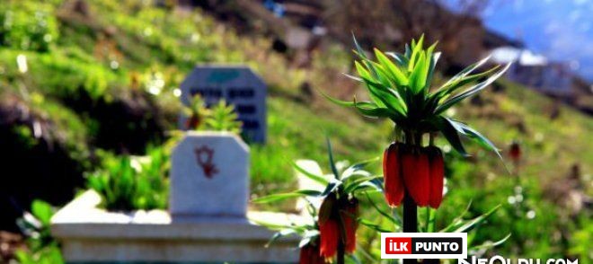 Ters Lale: Ağlayan Gelin Çiçeğinin Anlamı, Hikâyeleri ve Efsaneleri