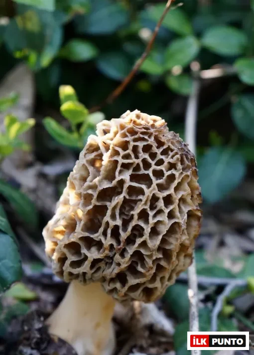 Petekli yapısıyla kuzu göbeği mantarı doğada toprak üzerinde