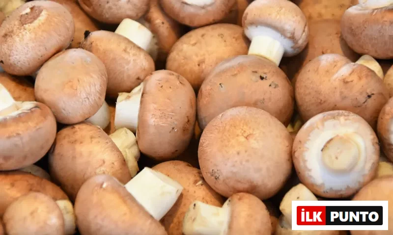 Kahverengi kabuklu kestane mantarları toplu halde
