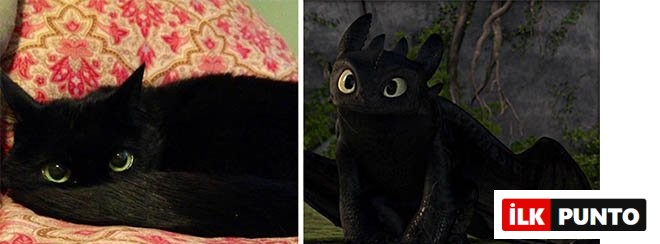 kedi