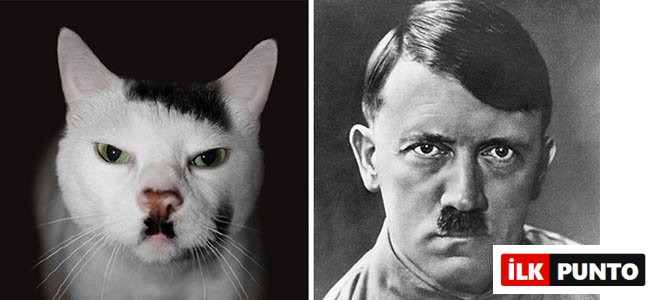 hitler kedi